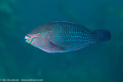 BD-121128-Aqaba-7600-Scarus-ghobban.-Forsskål.-1775-[Blue-barred-parrotfish].jpg